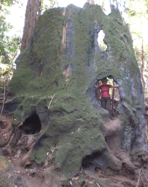 Giant Redwood, Wunderlich Park