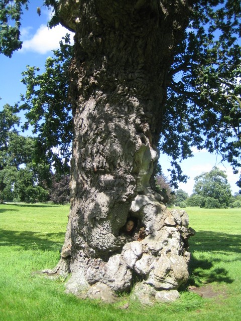 Tree at Blenheim Palace